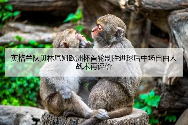 英格兰队贝林厄姆欧洲杯首轮制胜进球后中场自由人战术再评价